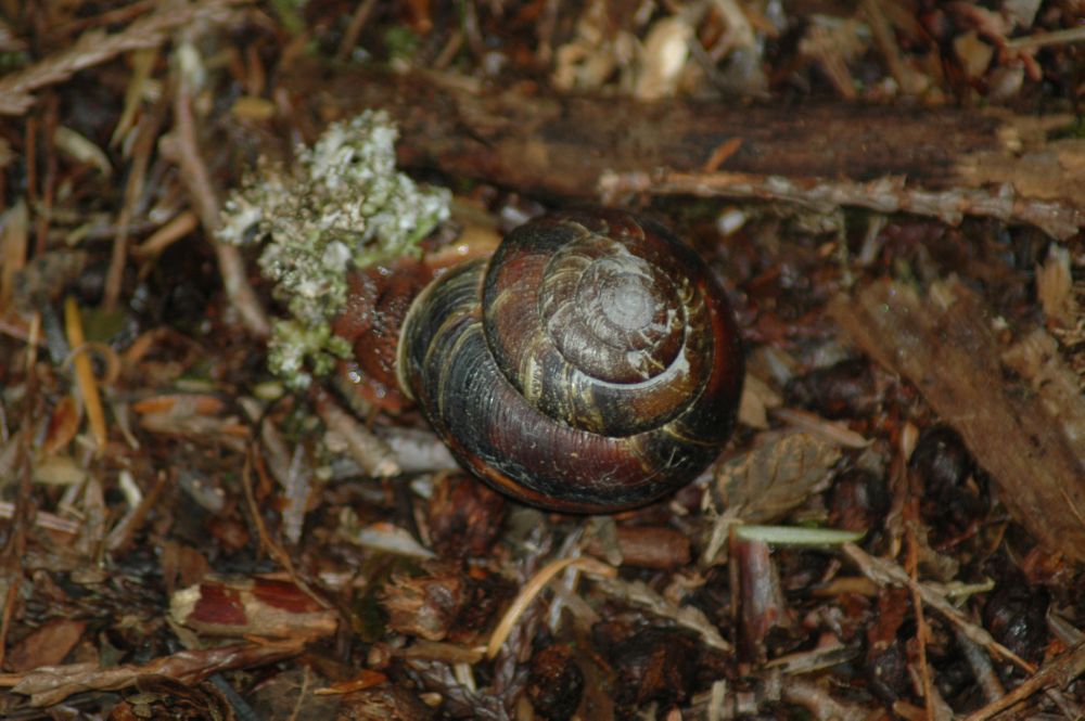Img04606.Snail