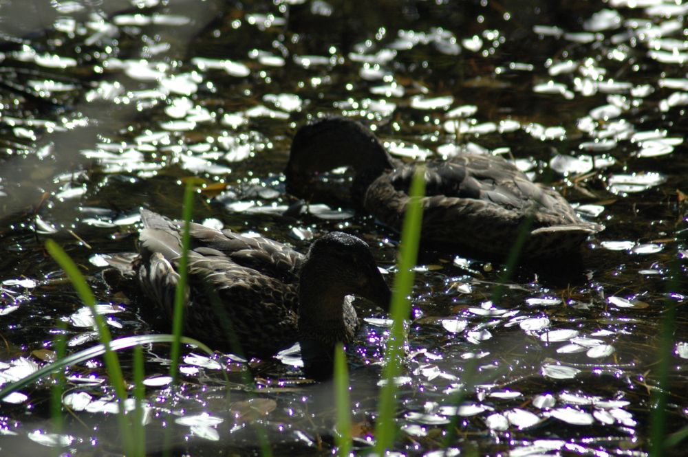 Img04627.Ducks.Swamp.1