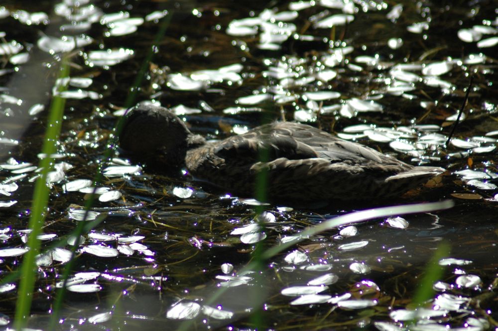 Img04628.Duck.Swamp.2