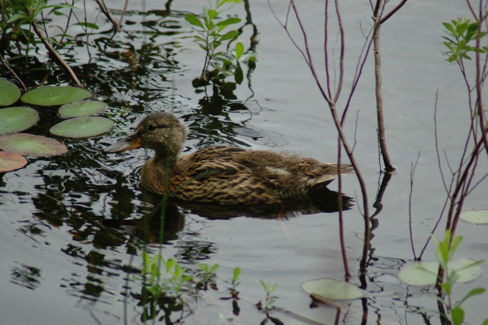 Img04641.Duck