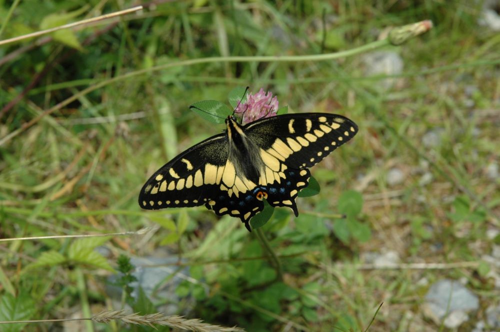 Img04645.Butterfly