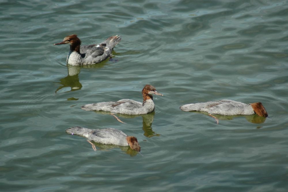 Img04649.Merganser.Family