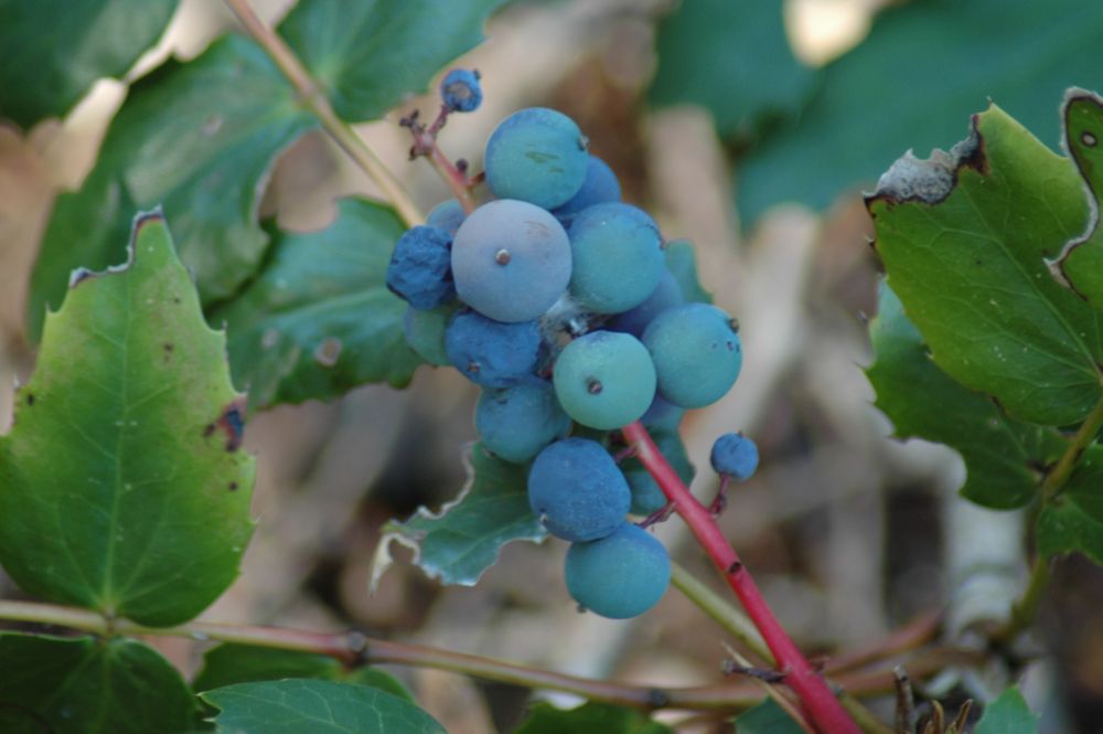 Img04653.Oregon.Grape