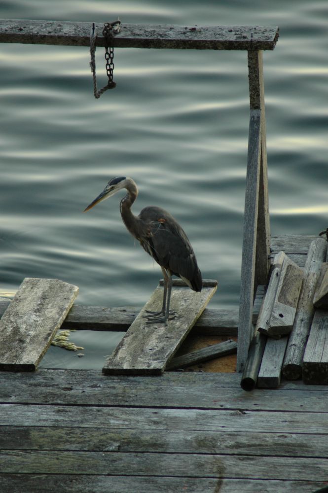 Img04658.Heron.7