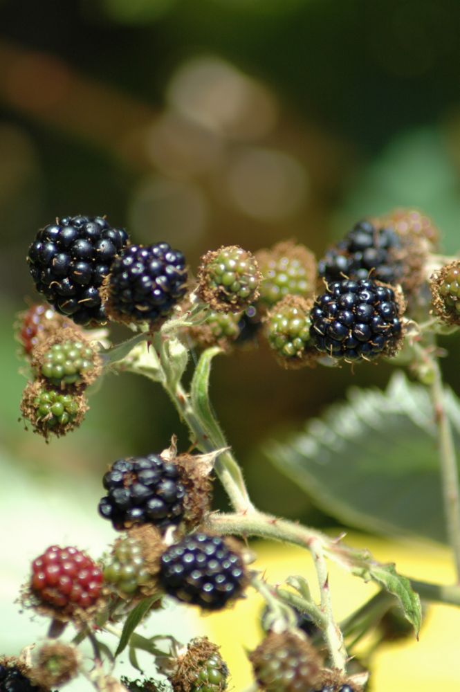 Img04659.BlackBerries