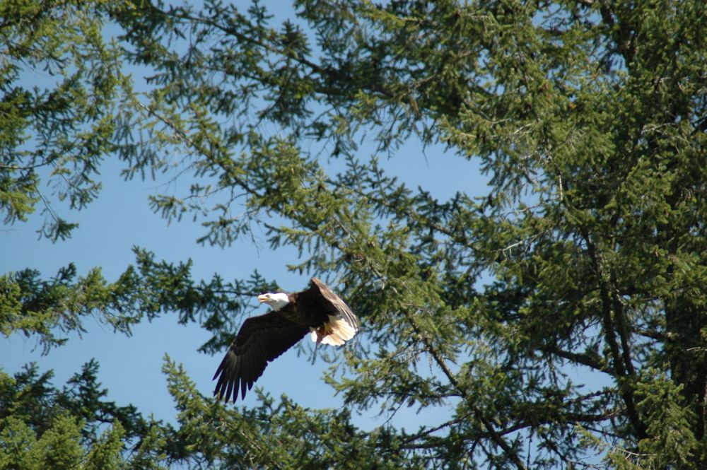 Img04665.Eagle.Fish