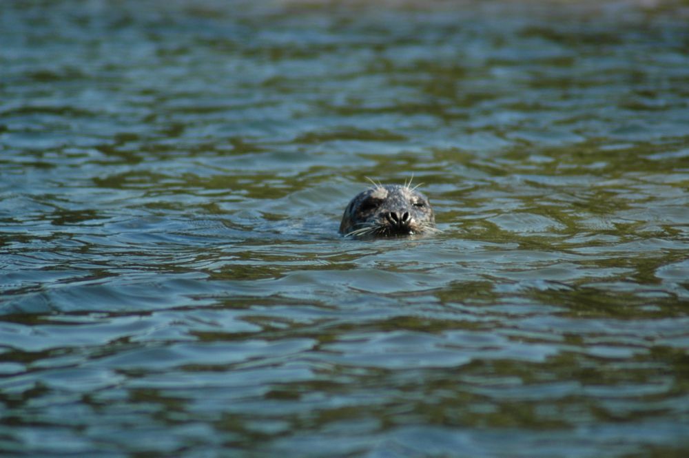 Img04667.Seal