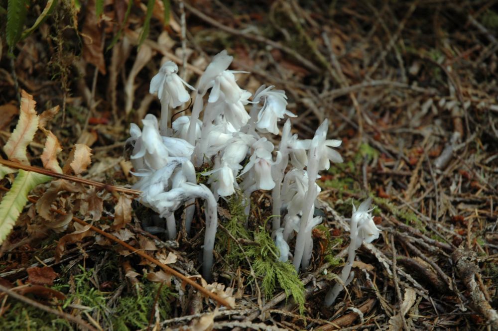 Img04682.Indian.Pipe